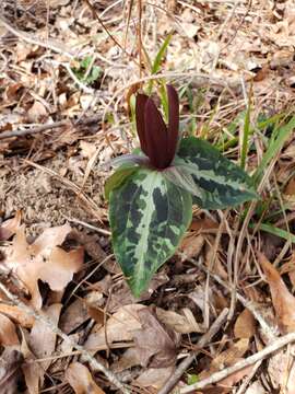 Image de Trillium decipiens J. D. Freeman