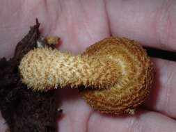 Image of Leucopholiota