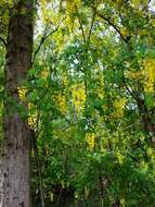 Image of Common Laburnum