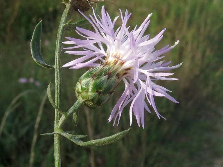 Image of spotted knapweed