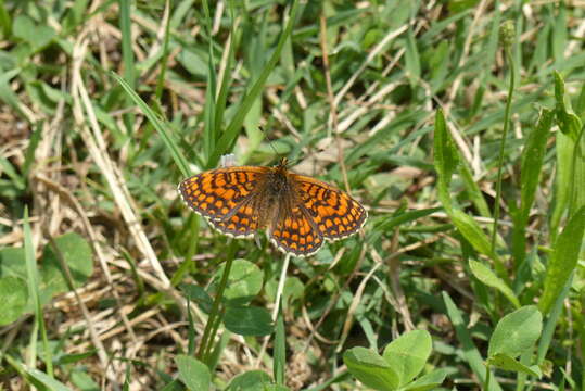 Image of Melitaea celadussa Fruhstorfer 1910