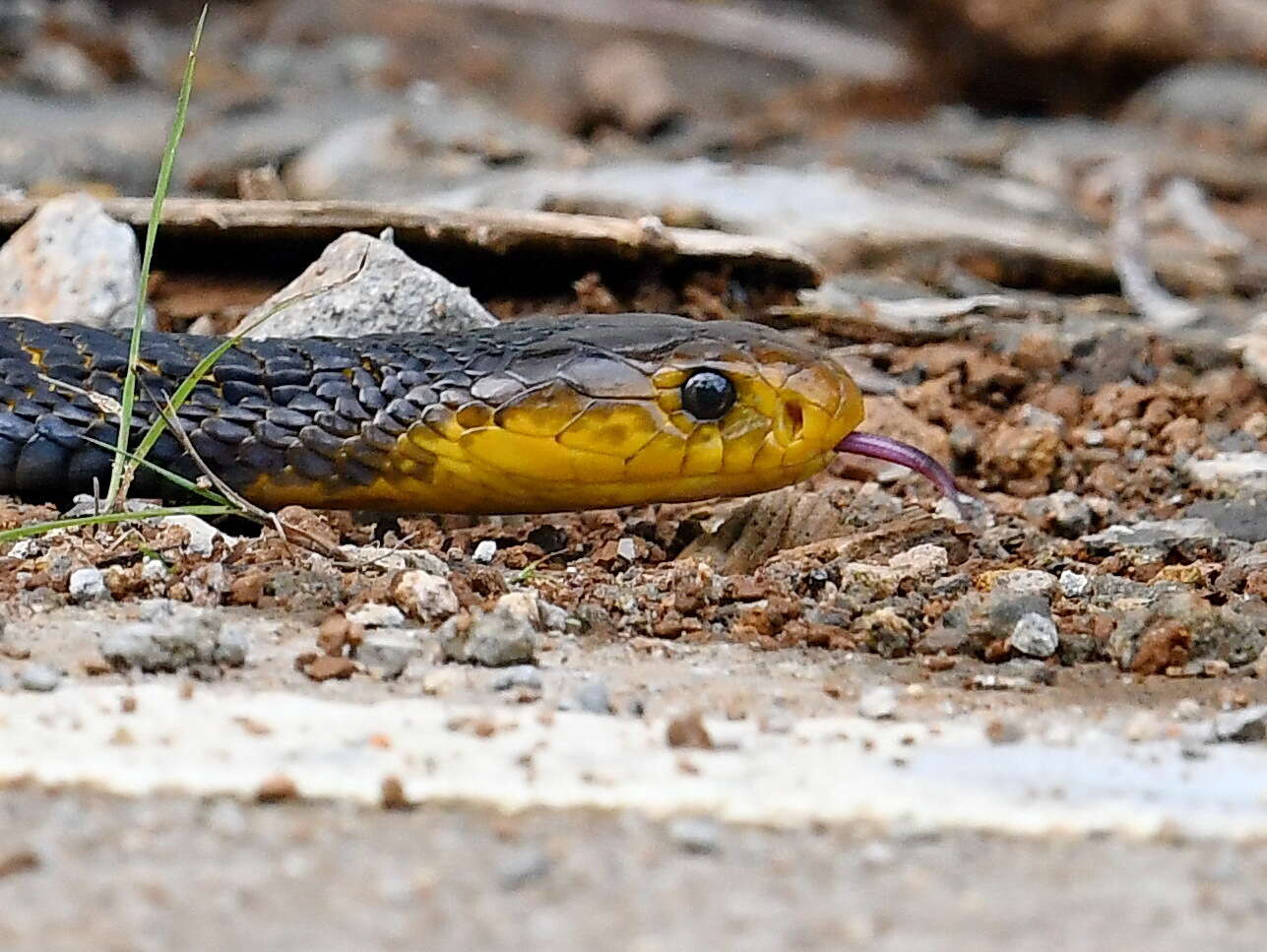 Image of Samar Cobra