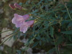 Image of Incarvillea diffusa Royle