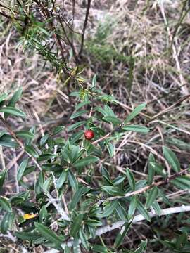 Слика од Ilex myrtifolia Lam.