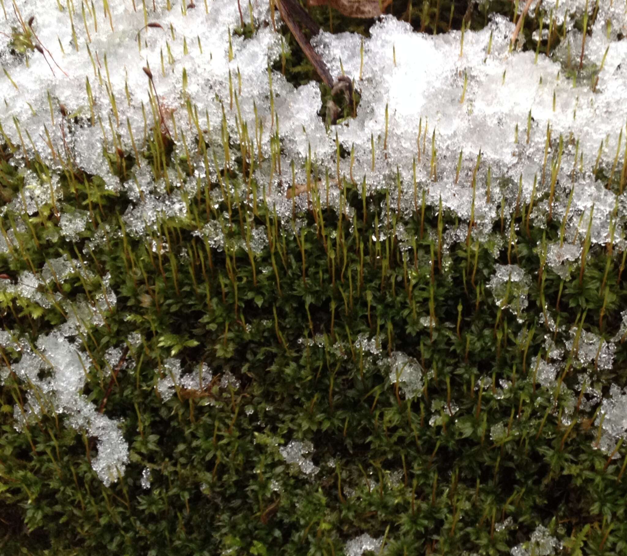 Image of toothed plagiomnium moss