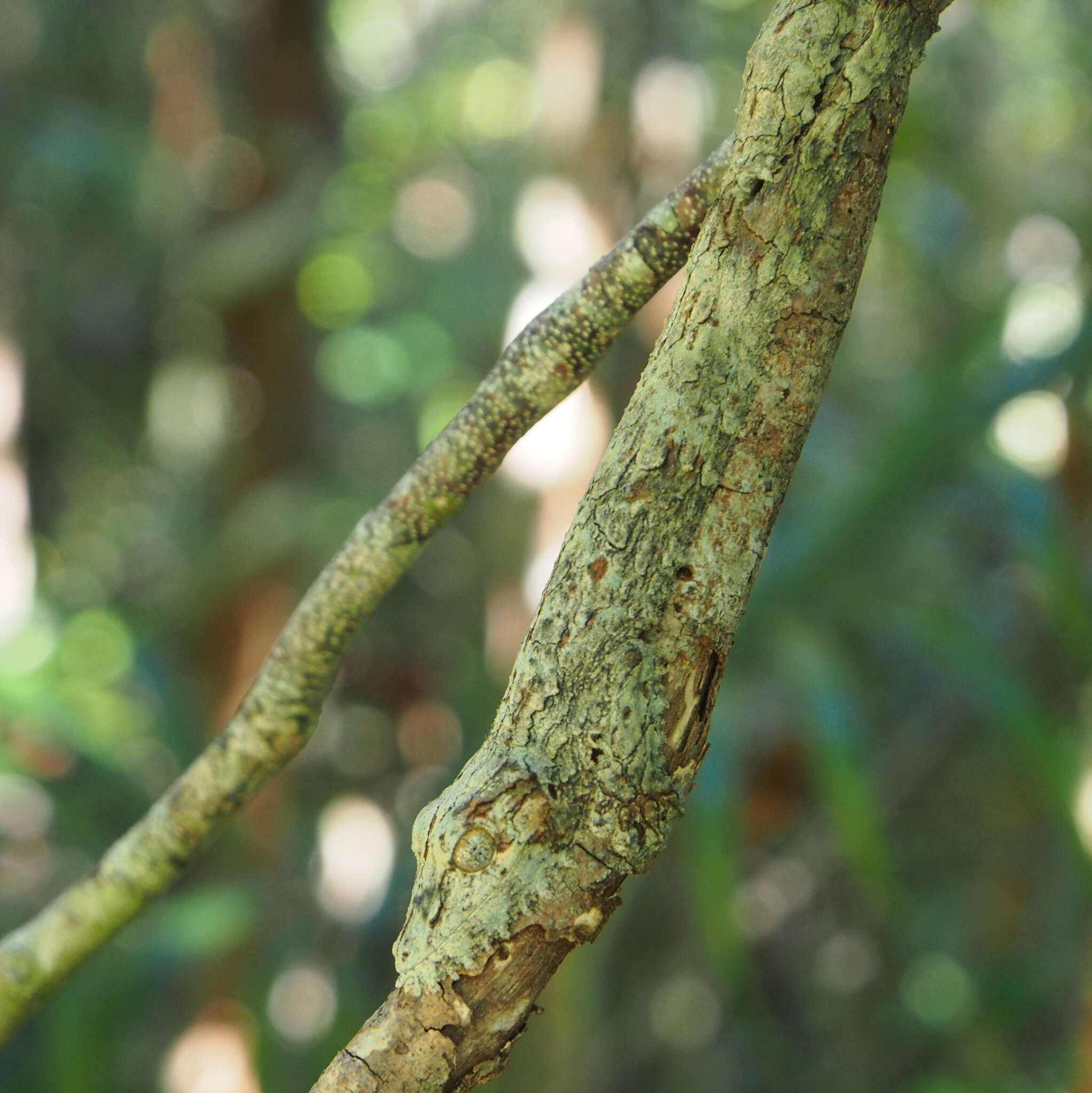 Image of Southern Flat-tail Gecko