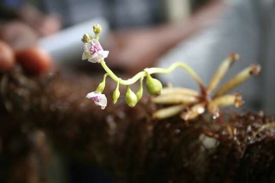 Image of Utricularia inflexa Forsskál