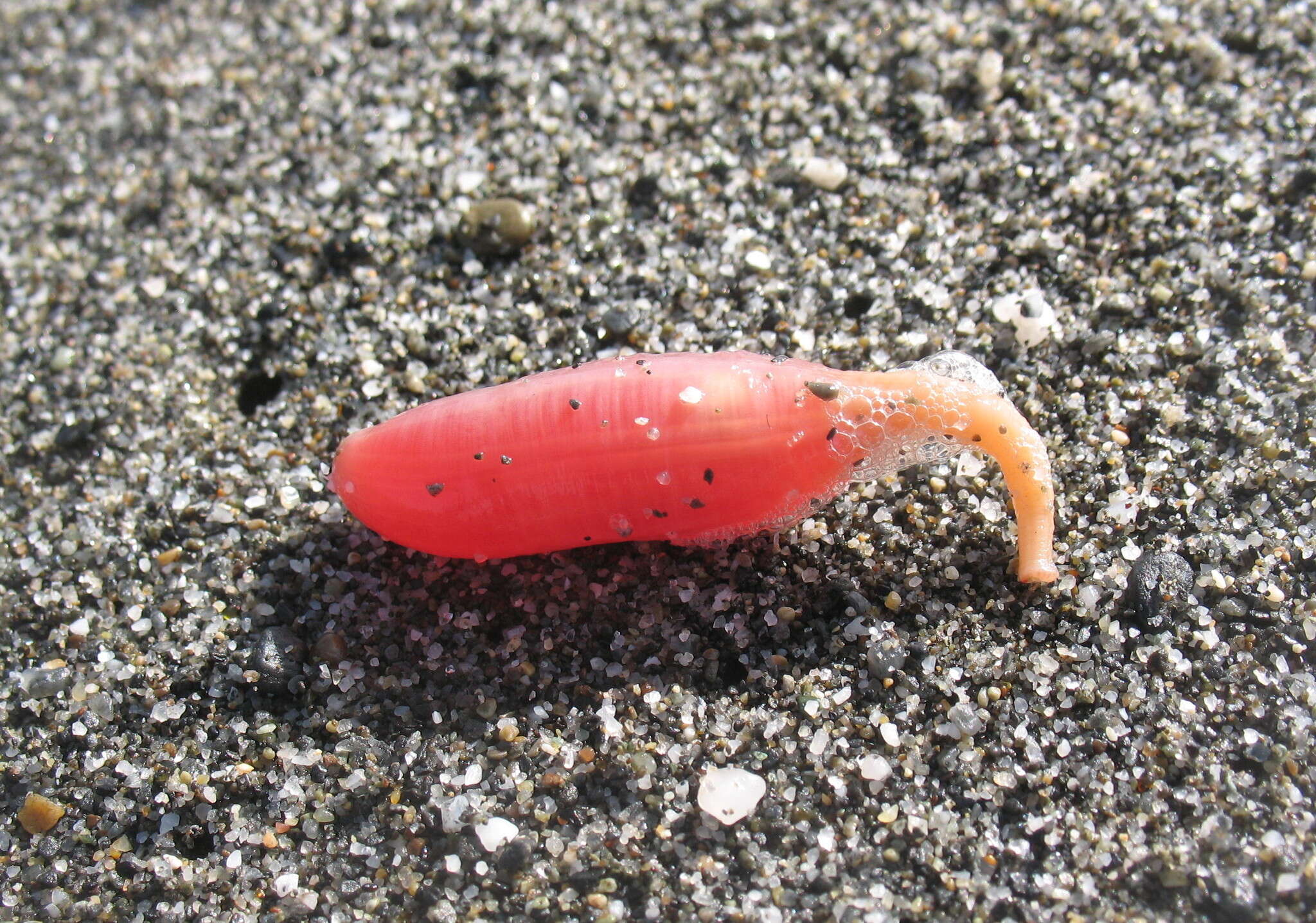 Image of rat-tailed fusiform sea cucumber