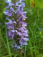 Image of Dactylorhiza maculata subsp. maculata