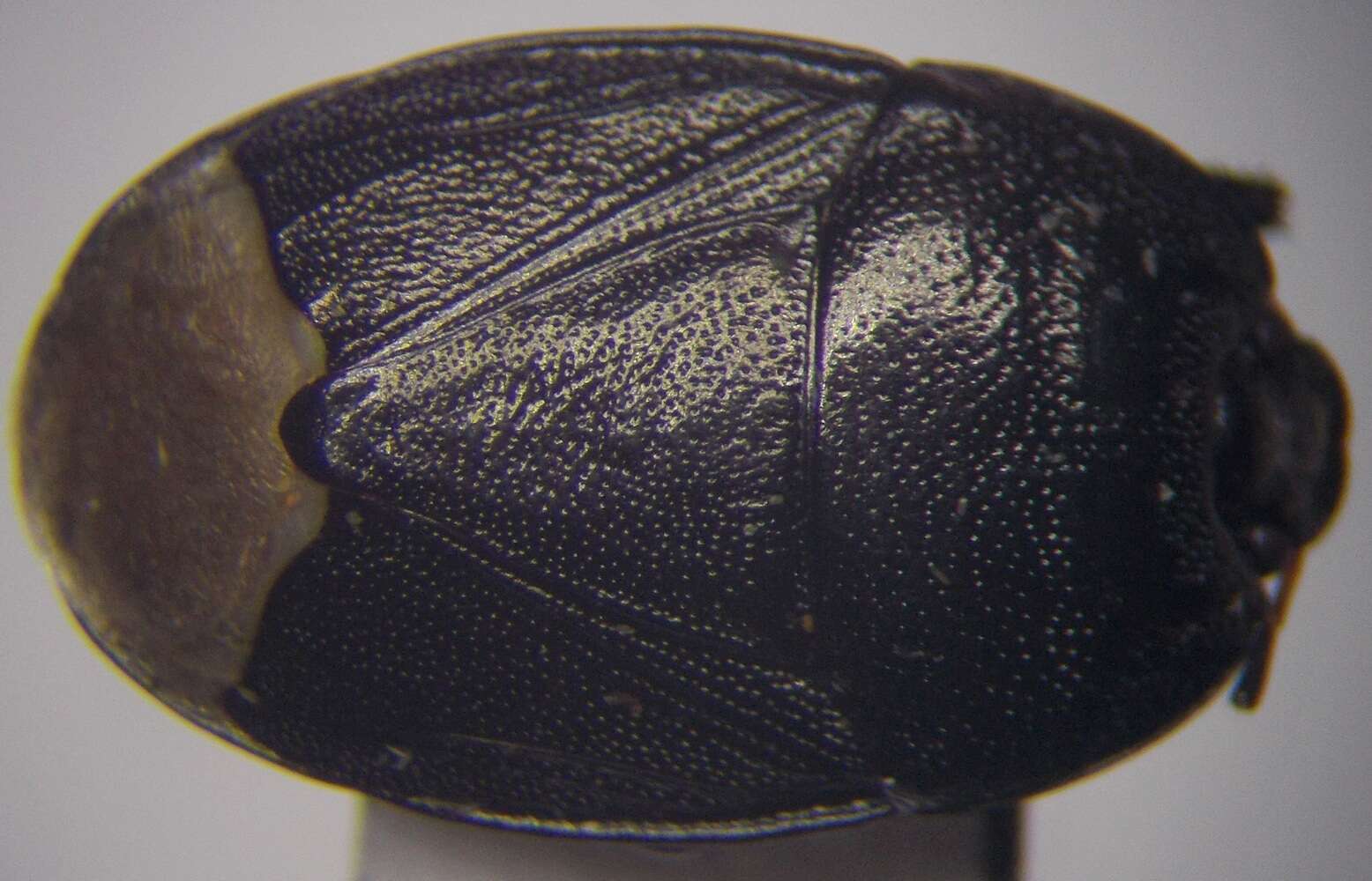 Image de <i>Sehirus luctuosus</i>