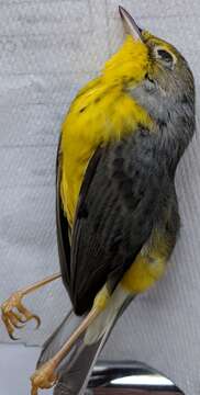 Image of Canada Warbler