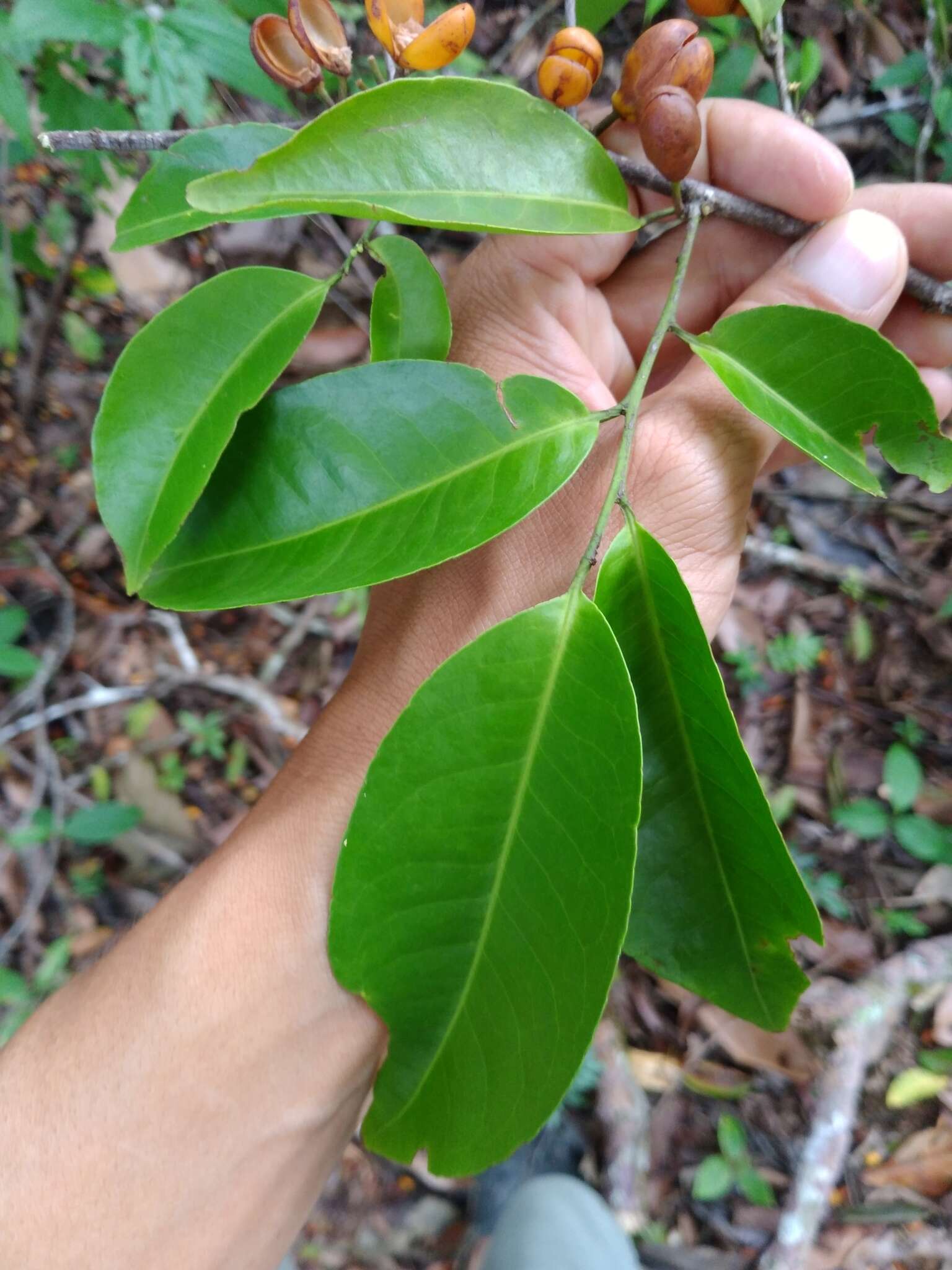 Image de Maytenus guyanensis Klotzsch ex Reissek