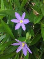 Image de Xerophyta elegans (Balf.) Baker