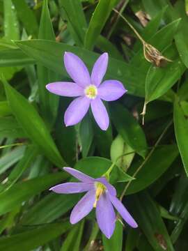 Image of Xerophyta elegans (Balf.) Baker