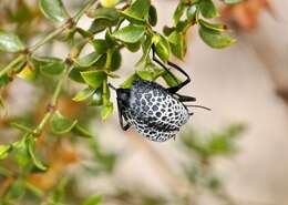 Image of Desert Spider Beetles