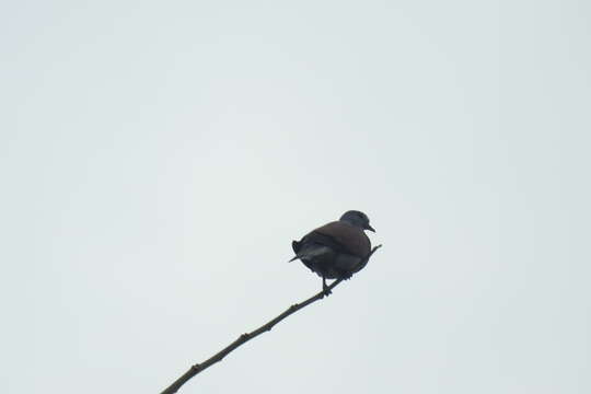 Image of Red Collared Dove