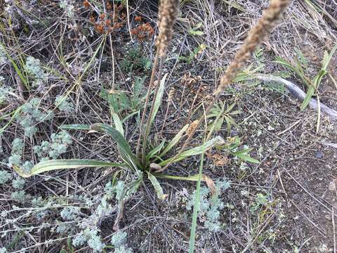 Image de Plantago canescens Adams