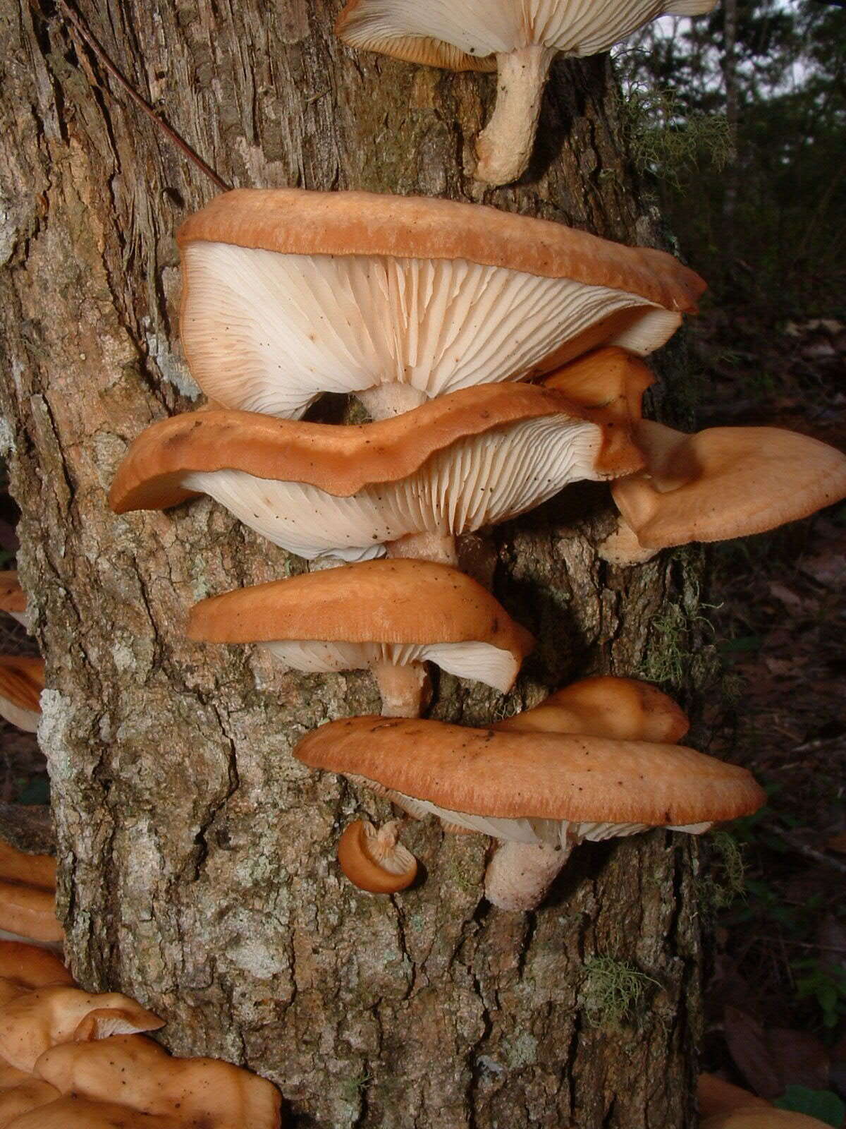 Image of Lentinula raphanica (Murrill) Mata & R. H. Petersen 2001