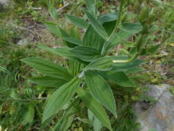 Imagem de Digitalis grandiflora Mill.