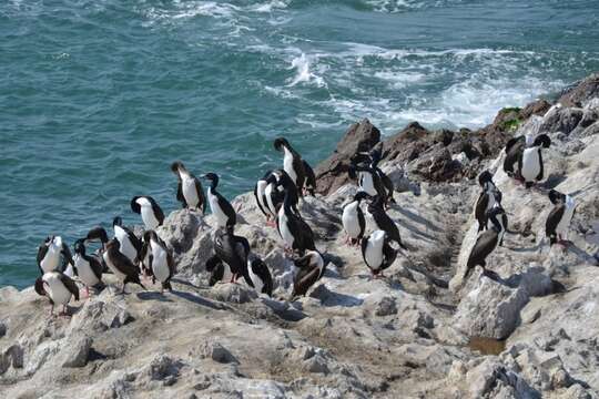 Image of Guanay Cormorant