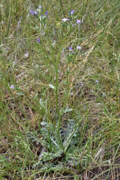 Image of Nevada gilia