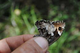 Image de Sylvandre dalmate