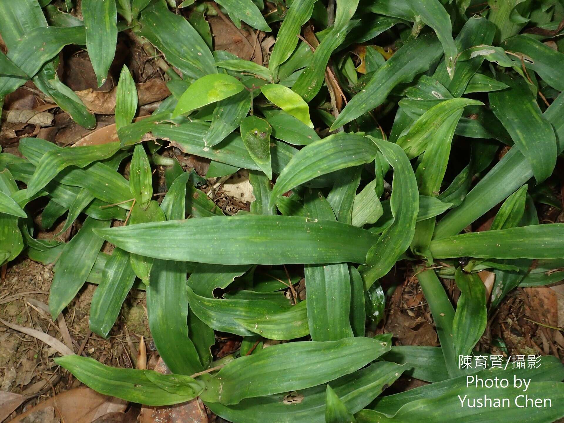 Murdannia bracteata (C. B. Clarke) J. K. Morton ex D. Y. Hong的圖片