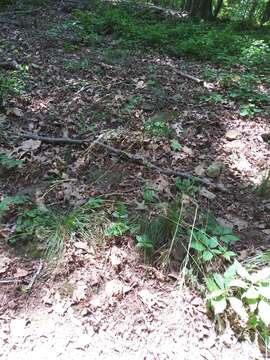 Image of Black-Seed Spear Grass