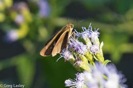 Image of Hecebolus skipper