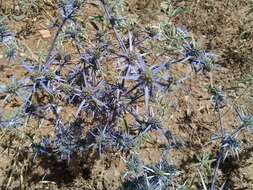 Imagem de Eryngium creticum Lam.