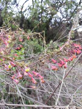 Image of Tropaeolum tricolor Sw.