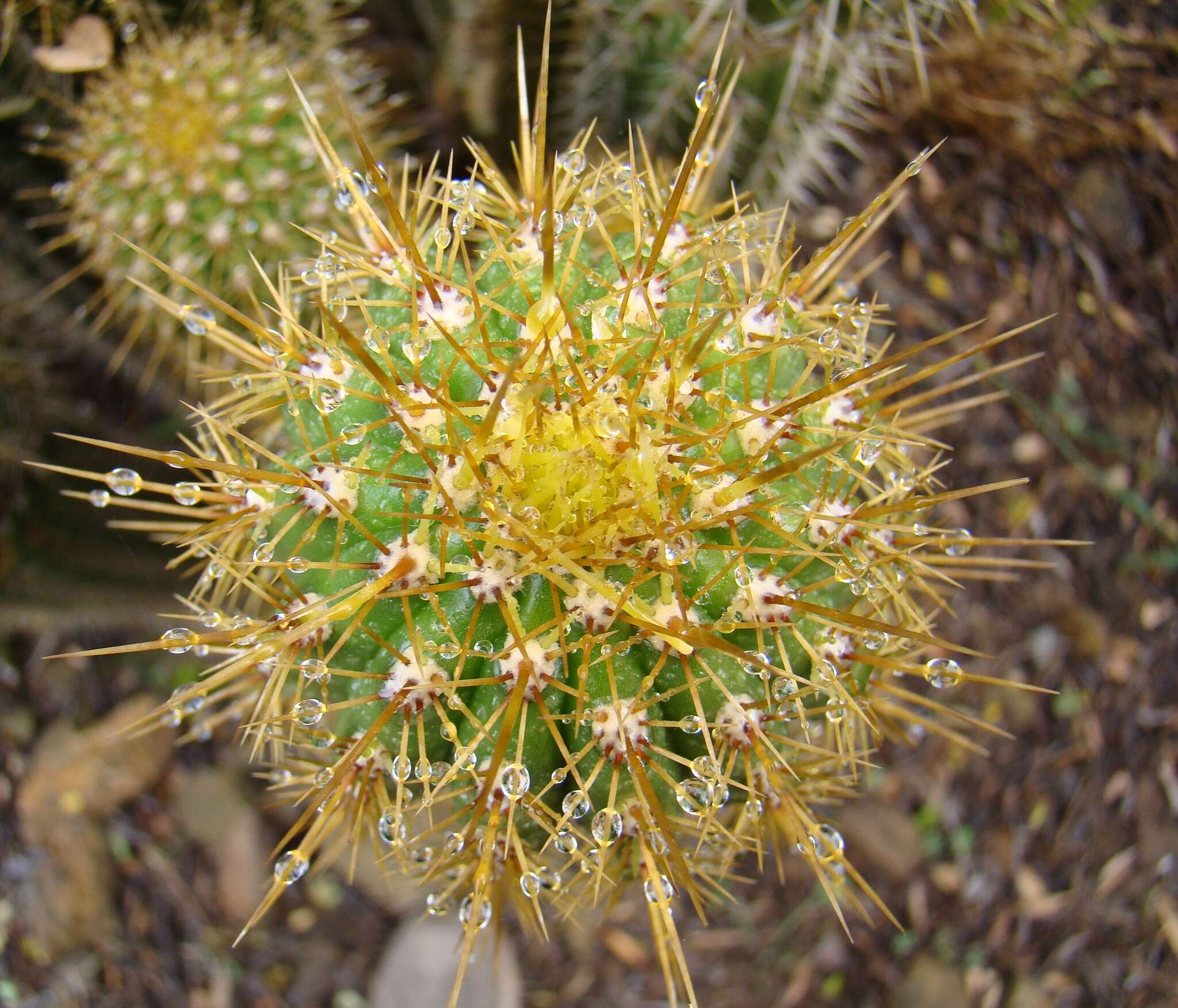 Imagem de <i>Trichocereus spachianus</i>