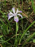 Image of Iris speculatrix Hance