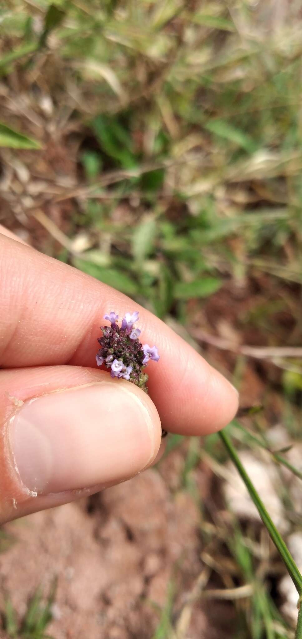 Image of Verbena hispida Ruiz & Pav.