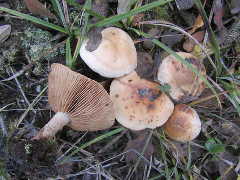 Hebeloma sacchariolens Quél. 1880 resmi