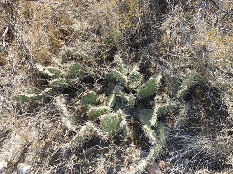 Image of Opuntia sulphurea G. Don ex Loudon