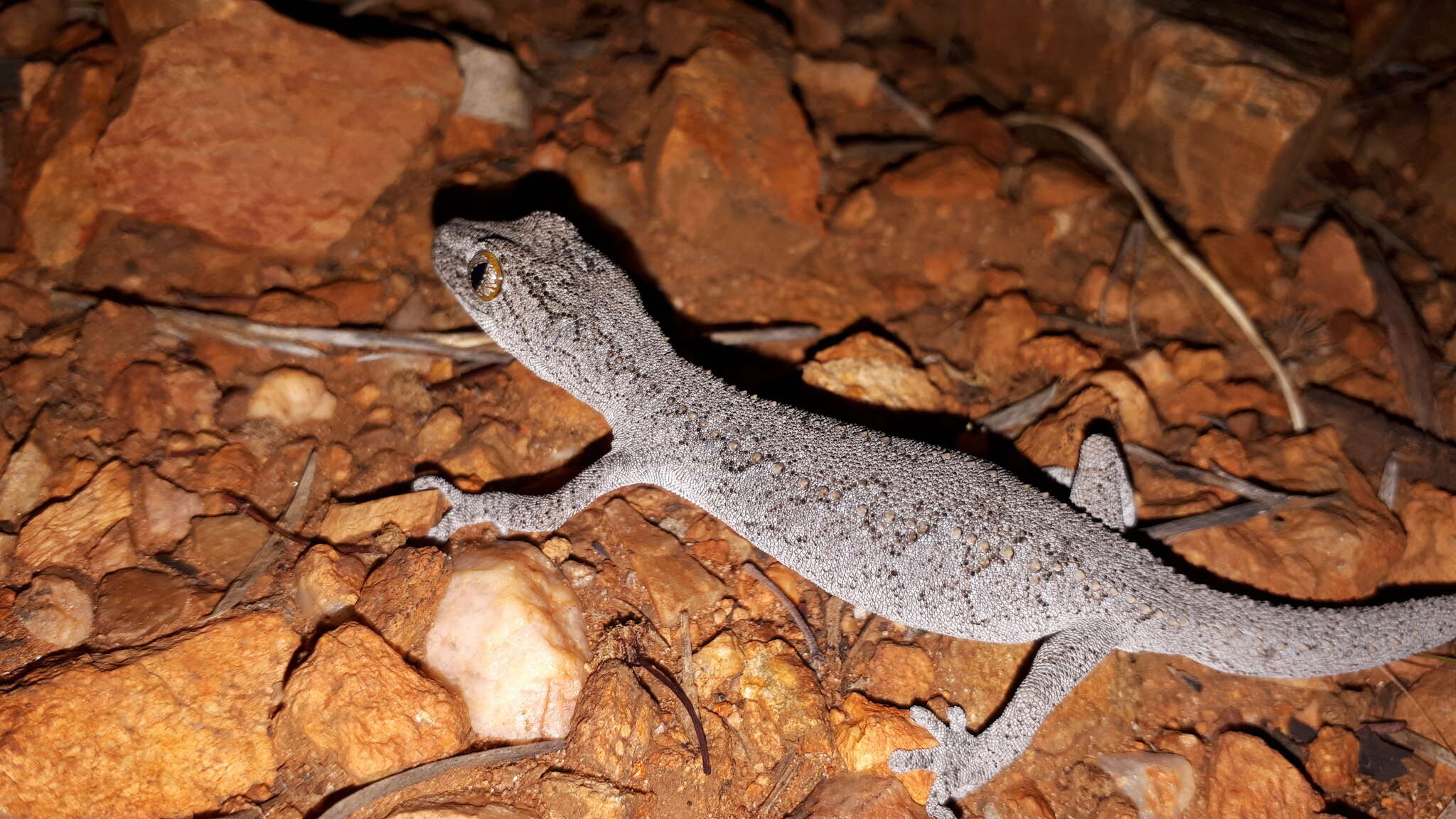 Image of Eastern Spiny-tailed Gecko