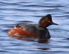 Image of Podiceps nigricollis nigricollis Brehm & CL 1831