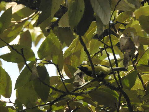 Image of Black-lored Tit