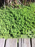 Image of parrot feather watermilfoil