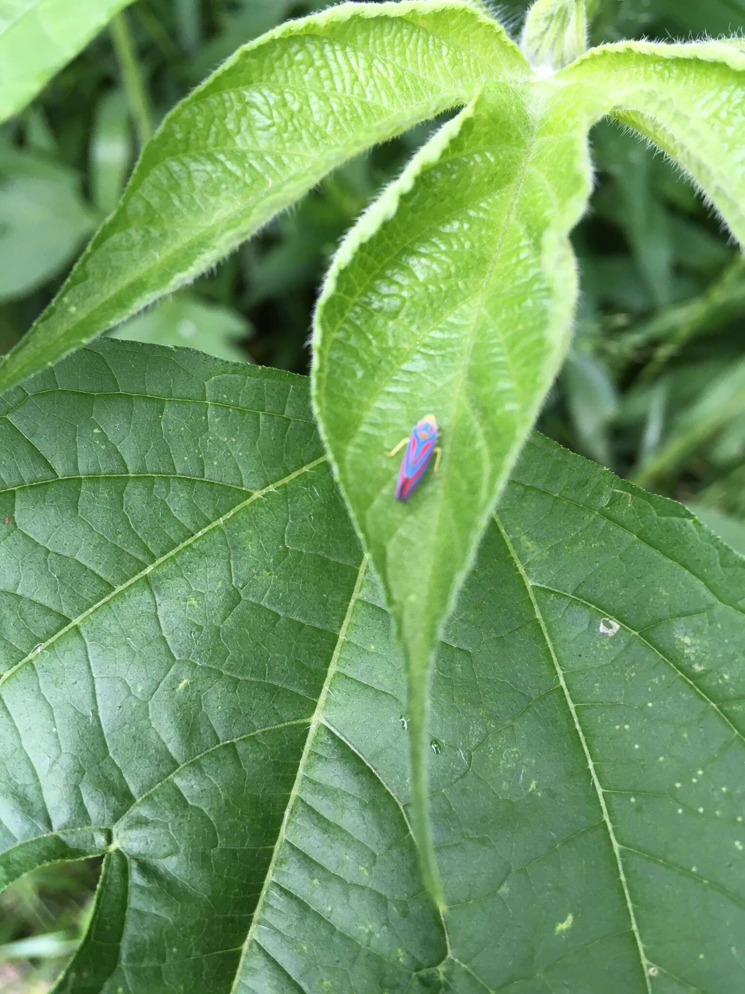 Graphocephala coccinea (Forster & J. R. 1771)的圖片