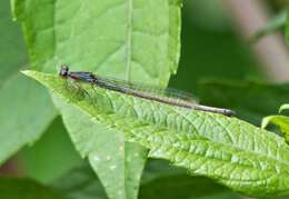 Sivun Oxyagrion ablutum (Calvert 1909) kuva