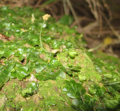 Image of Treubia lacunosa (Colenso) Prosk.