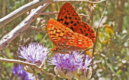 Image de Speyeria zerene malcolmi Comstock 1920