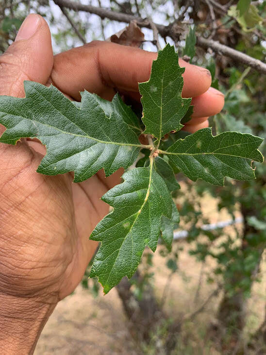 Image of hybrid oak