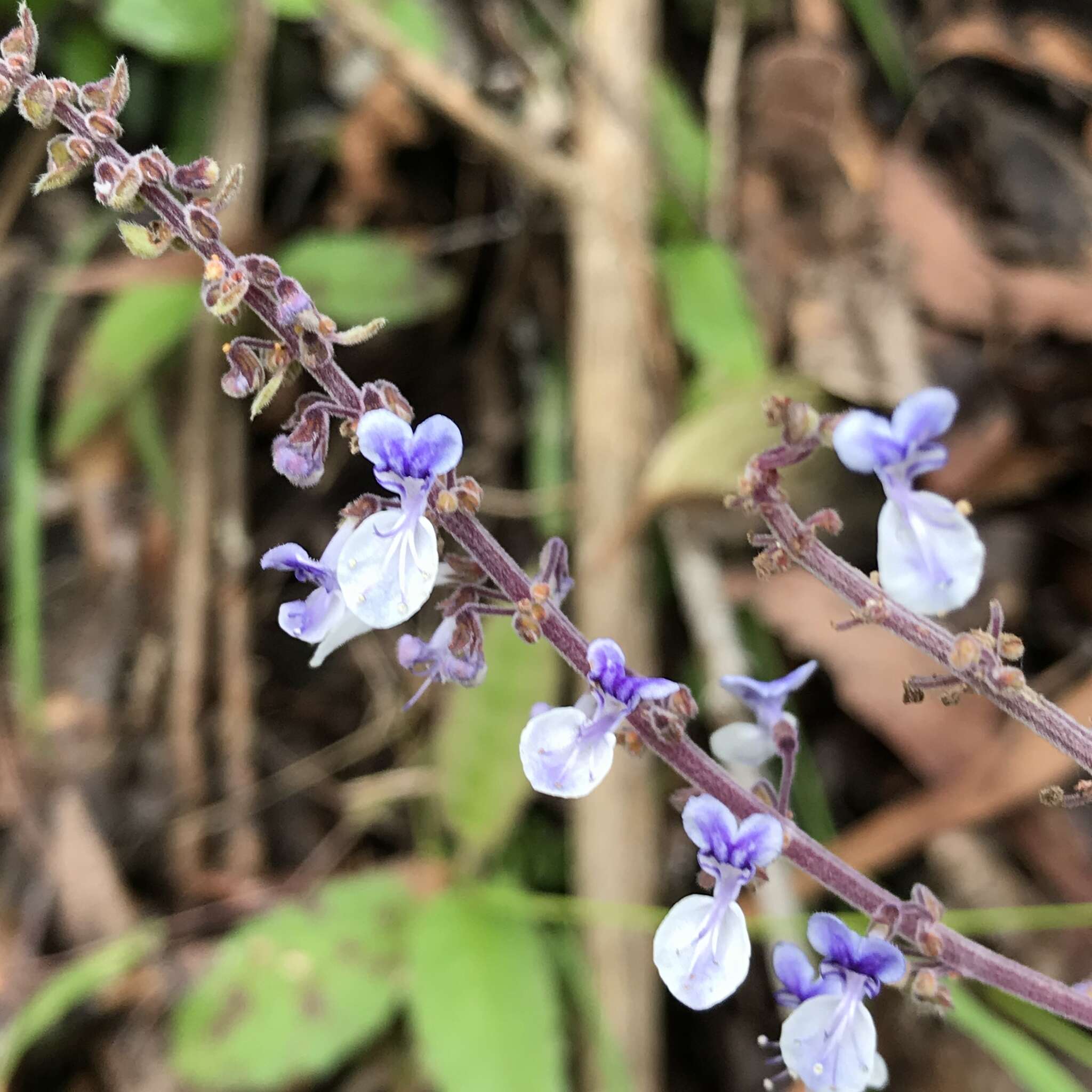 Image of <i>Coleus argentatus</i>