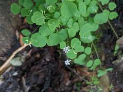 Image of Mountain Meadow-Rue