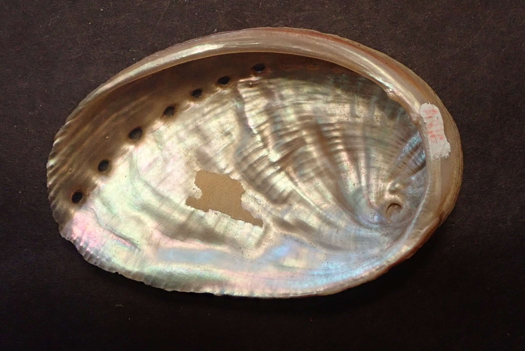 Image of many-colored abalone