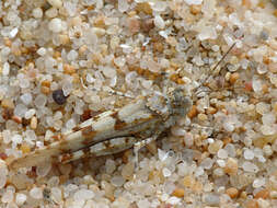 Image of Algarve Sand Grasshopper