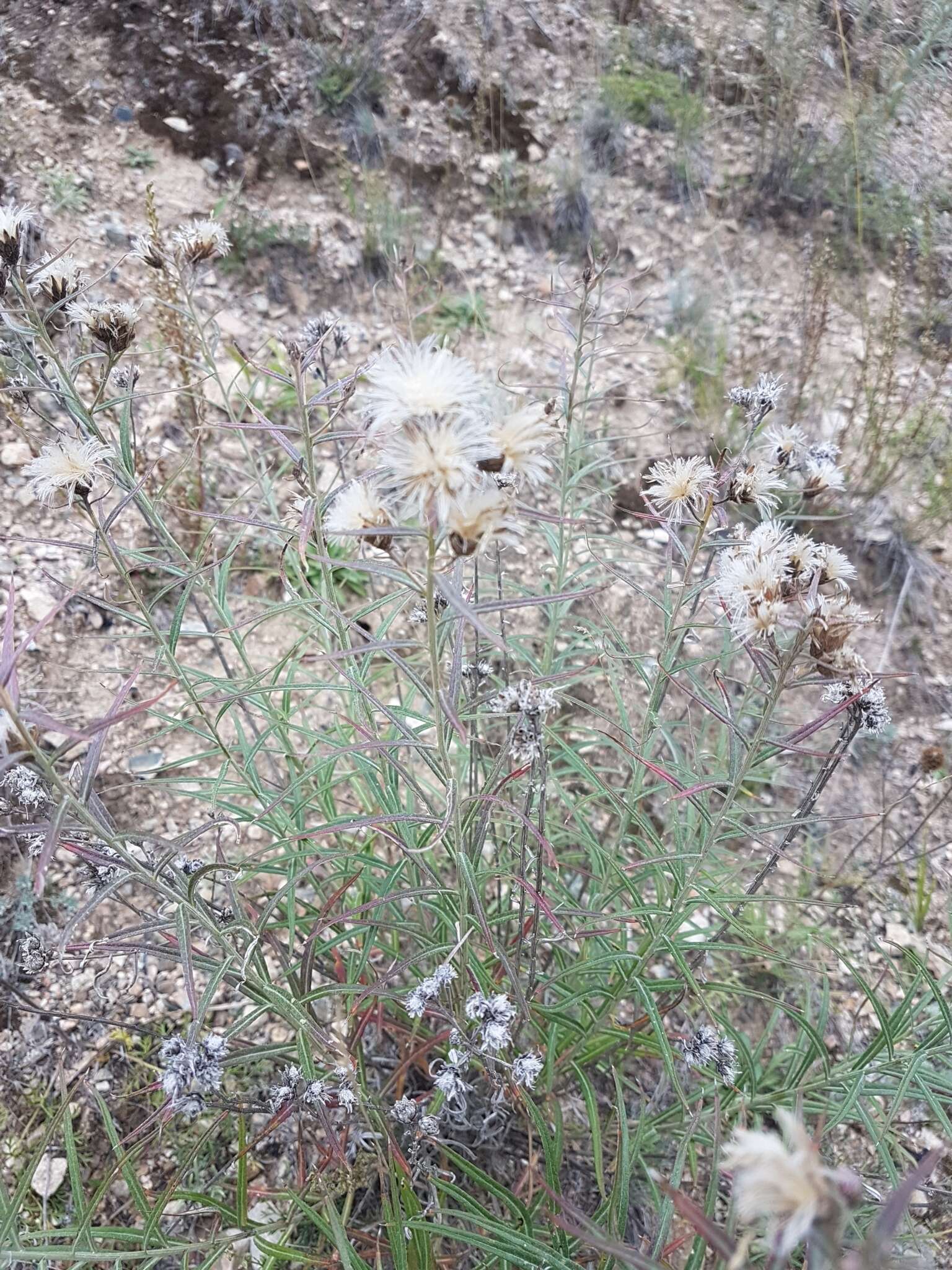 Image of Saussurea salicifolia (L.) DC.